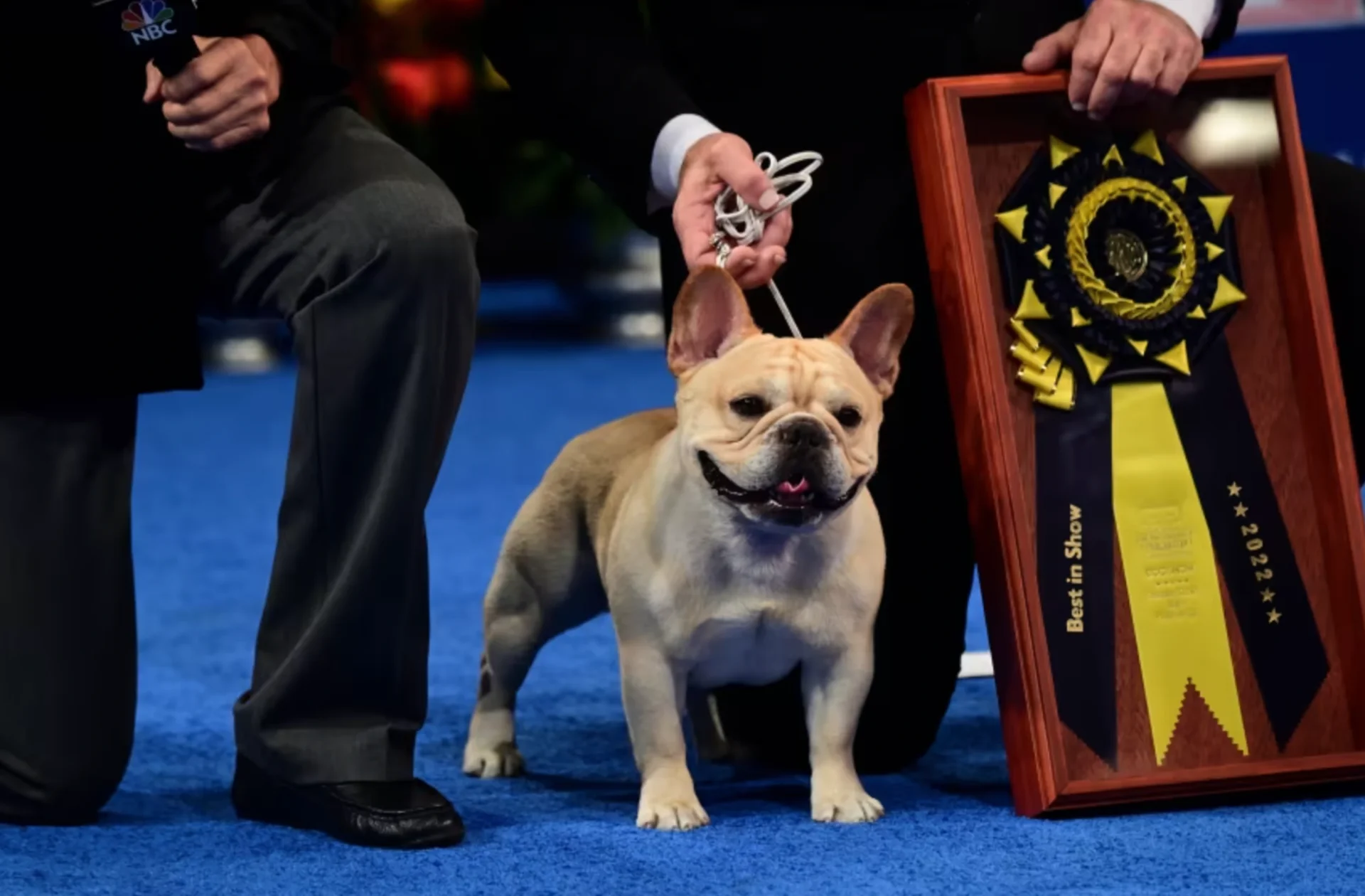 Even Show Dogs Need Handlers!